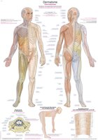 Anatomie poster dermatomen (Duits/Engels/Latijn, papier, 50x70 cm)
