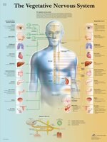 Anatomie poster vegetatief zenuwstelsel (gelamineerd, 50x67 cm) + ophangsysteem