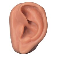 Anatomie model acupunctuur oor links