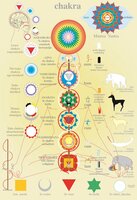 Anatomie poster chakra's (Nederlands, gelamineerd, A2) + ophangsysteem