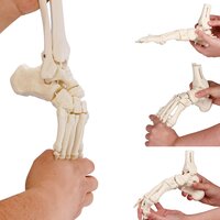 Anatomie model voetskelet met scheen- en kuitbeen flexibel