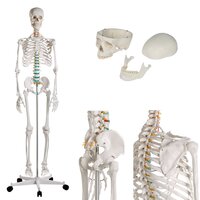Anatomie model menselijk skelet, 178 cm