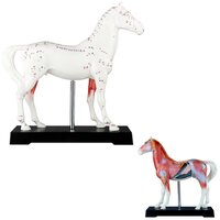 Acupunctuur model paard