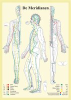 Anatomie poster meridianen (Nederlands, gelamineerd, A2) + ophangsysteem