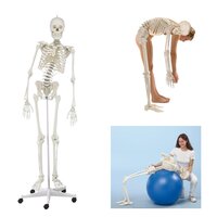 Anatomie model menselijk skelet, flexibel, 176 cm