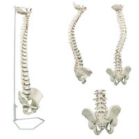 Anatomie model wervelkolom, flexibel, 75 cm