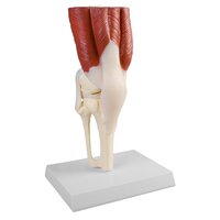 Anatomie model kniegewricht met spieren