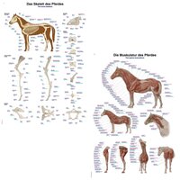 Anatomie posters skelet en spieren paard (papier, 50x70 cm) + ophangsysteem