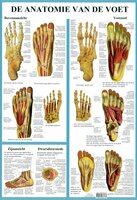 Anatomie poster voetskelet en voetspieren (Nederlands, gelamineerd, A2) + ophangsysteem