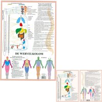 Anatomie poster vegetatief zenuwstelsel (Nederlands, gelamineerd, A2 + A4) + ophangsysteem