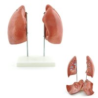 Anatomie model longen (4-delig, 20x30x15 cm)