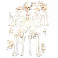 Anatomie model menselijk skelet, ongemonteerd