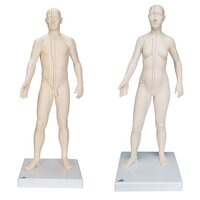 Acupunctuur en meridianen modellen (man en vrouw, 70 cm)