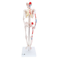 Anatomie model menselijk skelet met spieren, 80 cm