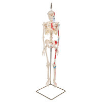 Anatomie model menselijk skelet met spieren, 80 cm