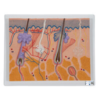 Anatomie model huid, 70x vergroot, 26x33x5 cm