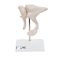 Anatomie model gehoorbeentjes, 20x vergroot