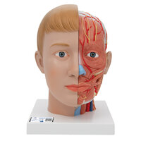 Anatomie model hoofd met hersenen en hals (4-delig, 19x23x22 cm)