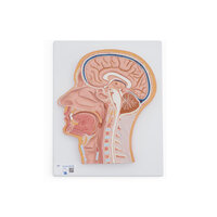 Anatomie model van het hoofd, doorsnede, 26x33x5 cm