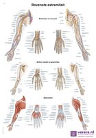 Anatomie poster bovenste extremiteit (Nederlands/Latijn, papier, 50x70 cm) + ophangsysteem