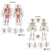 Anatomie posters spieren en skelet (Nederlands/Latijn, papier, 50x70 cm) + ophangsysteem