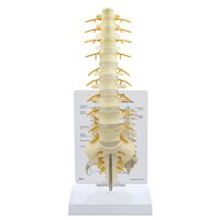 Anatomie model wervelkolom T8 t/m heiligbeen/staartbeen