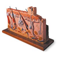 Anatomie model huid met brandwonden (46x25x8 cm)