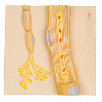 Anatomie model cellen van Schwann (12x12x4 cm)