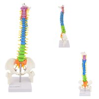 Anatomie model wervelkolom, didactisch, 40 cm