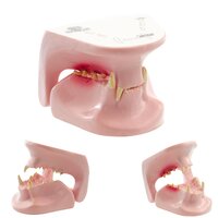 Anatomie model kattenkaak, 6x5x6 cm