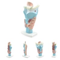 Anatomie model strottenhoofd, 3-delig, 11x24x8 cm