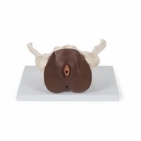 Anatomie model bekken vrouw met genitaliën, 3-delig