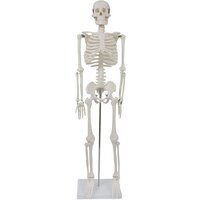 Anatomie model menselijk skelet, 87 cm