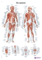 Anatomie poster spieren (Nederlands/Latijn, papier, 50x70 cm)