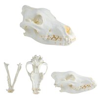 Anatomie model schedel van een wolf