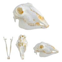 Anatomie model schedel van een schaap