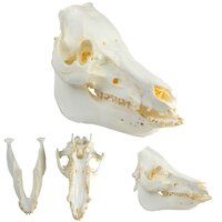 Anatomie model schedel van een varken