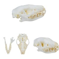 Anatomie model schedel van een egel