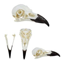 Anatomie model schedel van een raaf
