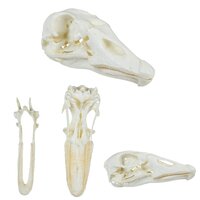 Anatomie model schedel van een gans