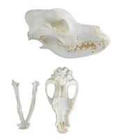Anatomie model schedel van een hond (Duitse herder)