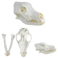 Anatomie model schedel van een hond (Duitse dog)