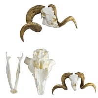 Anatomie model schedel van een schaap (ram, Merinoschaap)