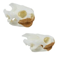 Anatomie model schedel van een schildpad
