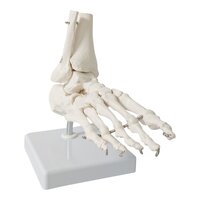 Anatomie model voetskelet met scheen- en kuitbeen