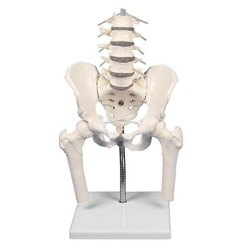 Erler-Zimmer anatomiemodel bekken en lumbale wervelkolom 3-delig