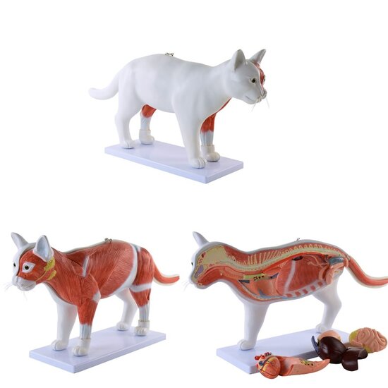 HeineScientific anatomiemodel kat organen 2-delig