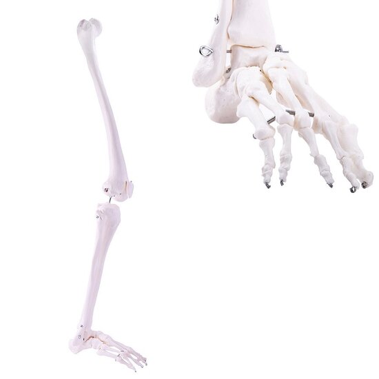 Anatomie model beenskelet en voet