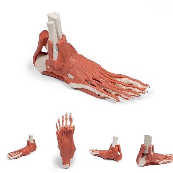 Erler-Zimmer anatomiemodel voet met spieren en pezen zacht materiaal levensgroot