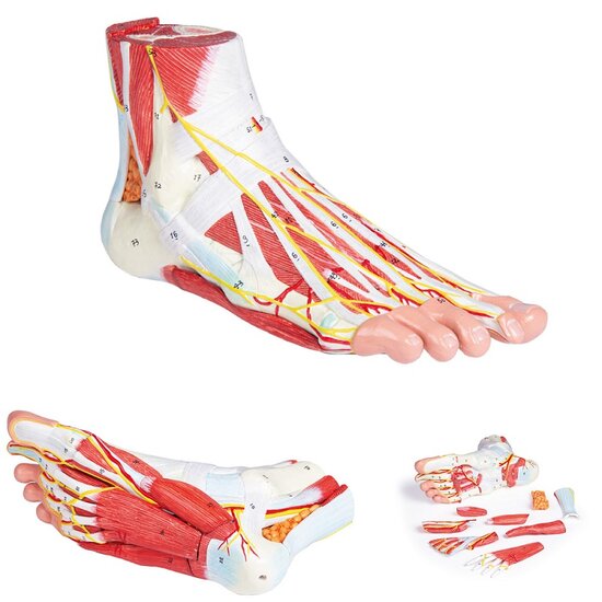 Erler-Zimmer anatomie model voet met spieren, pezen, zenuwen, bloedvaten en banden, 9 delen